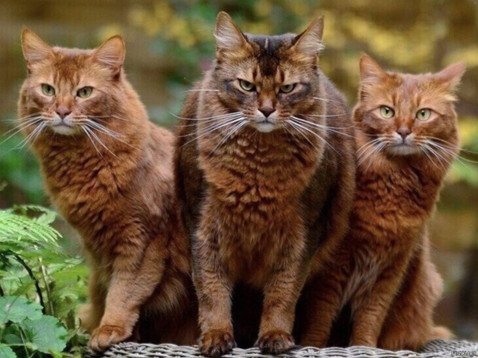 Коты банда