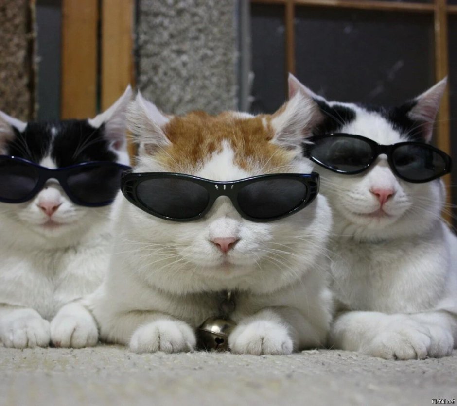 Коты агенты