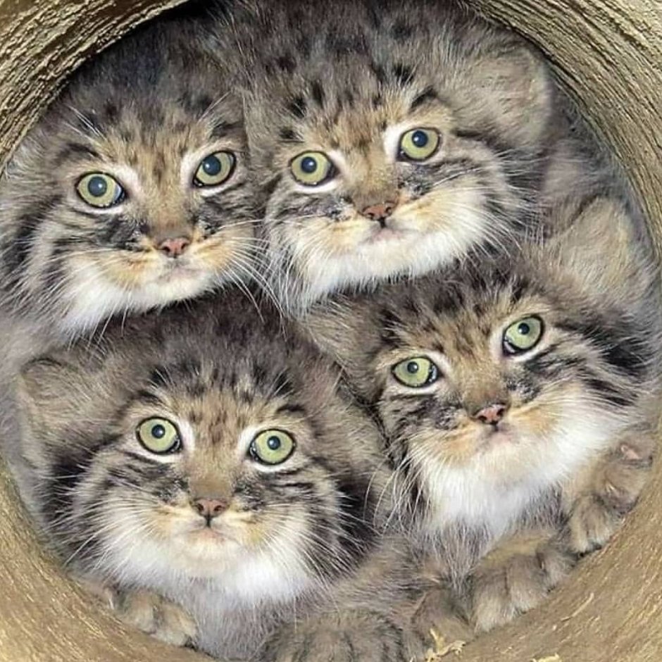 Группа кошек
