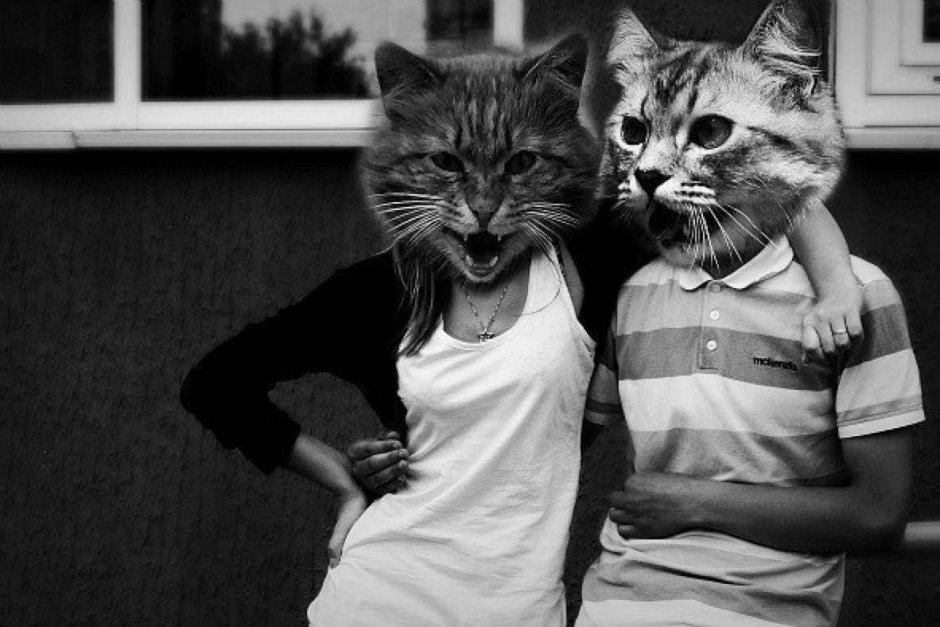 Котенок для поднятия настроения