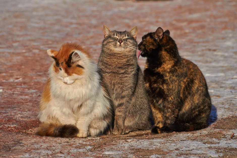 3 Кошки