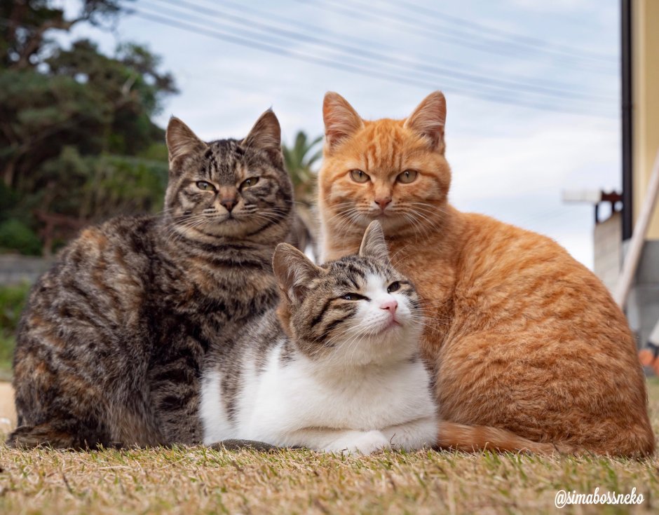 Коты три