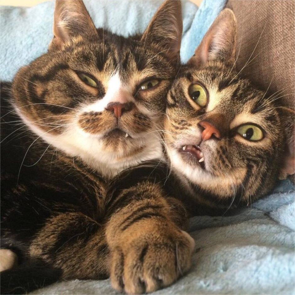 Коты веселятся