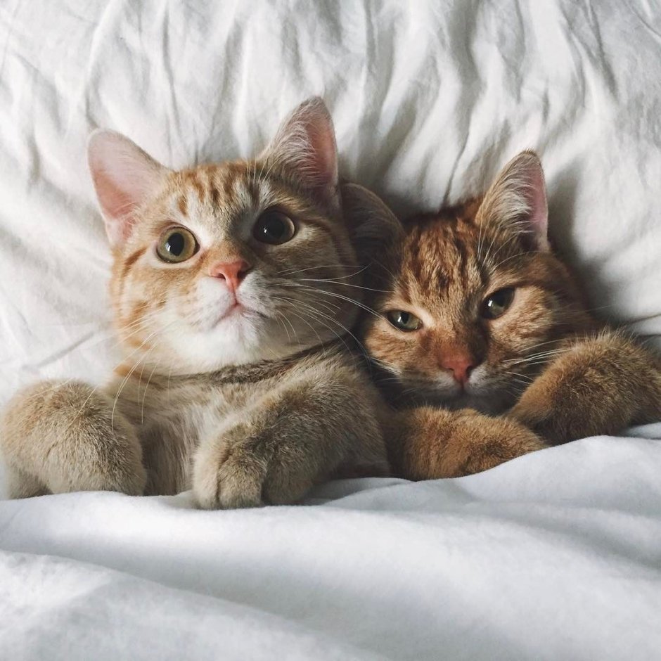 Кошки новый год