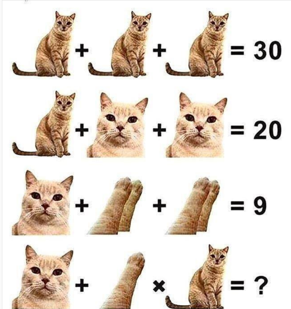 Смешной кот селфи