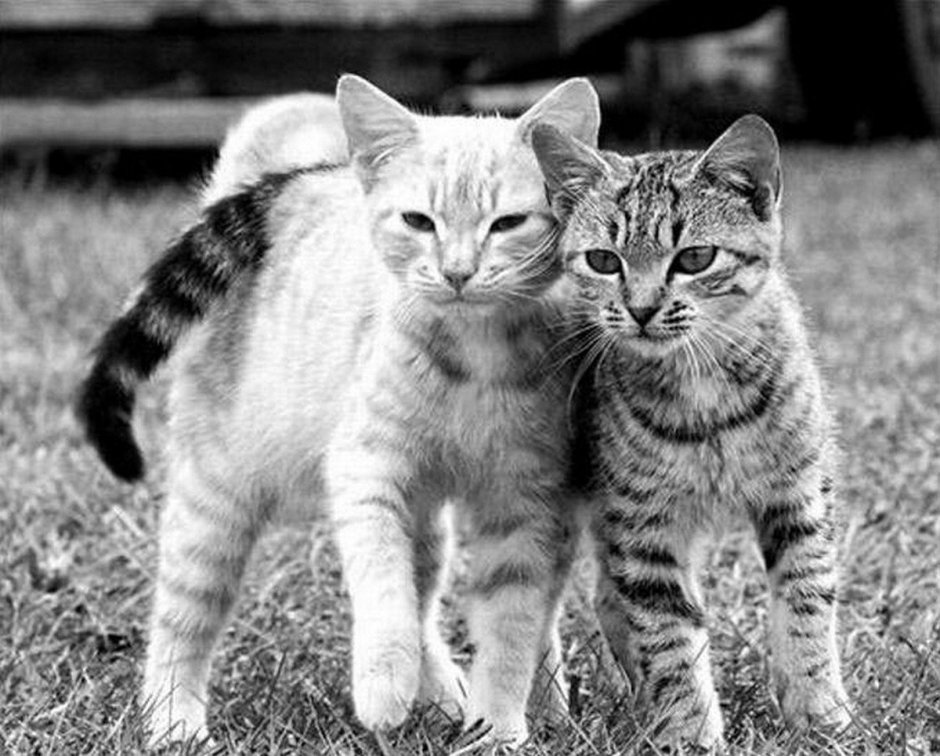 Дружба котов