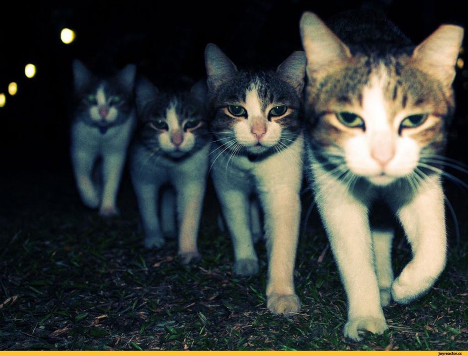 Коты братаны