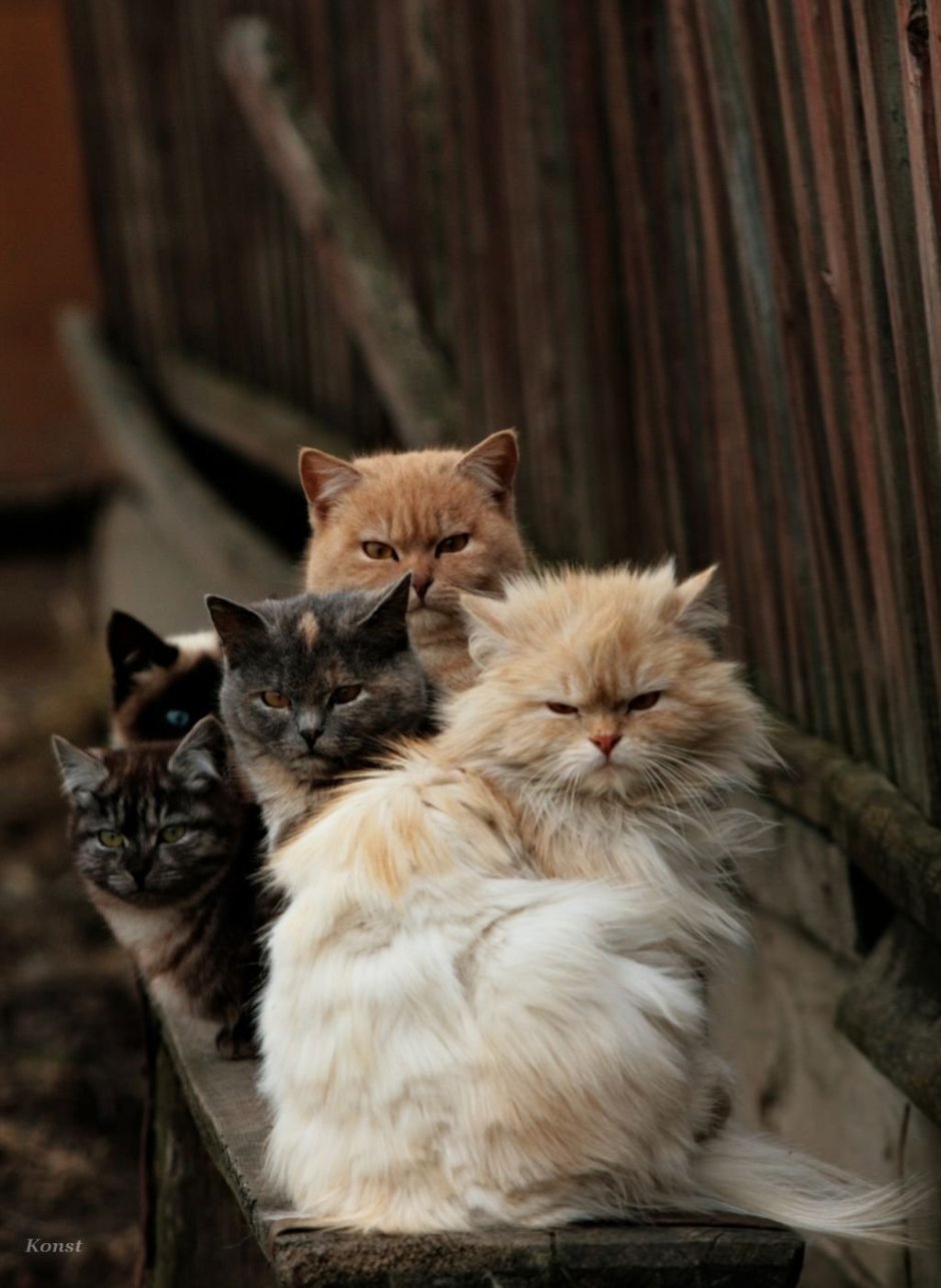 Много котов в коробках