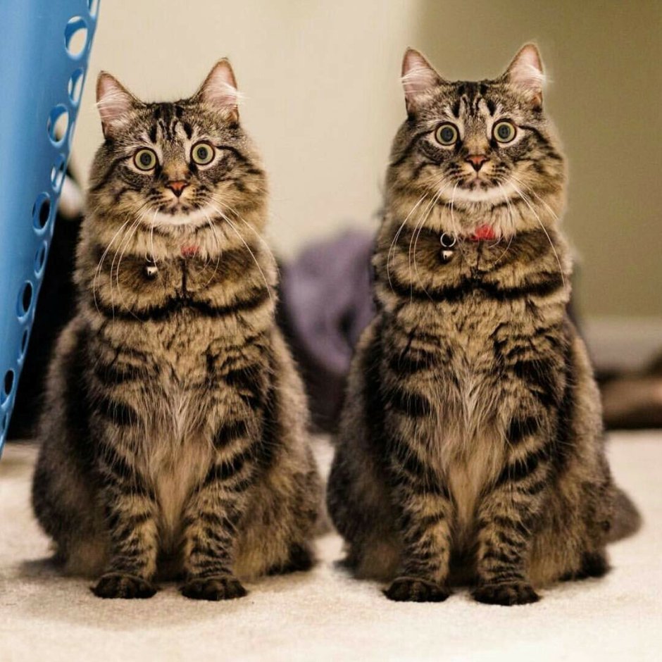 Смешная парочка котов