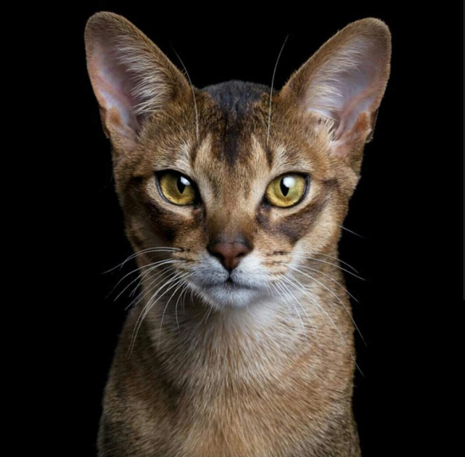 Абиссинская кошка