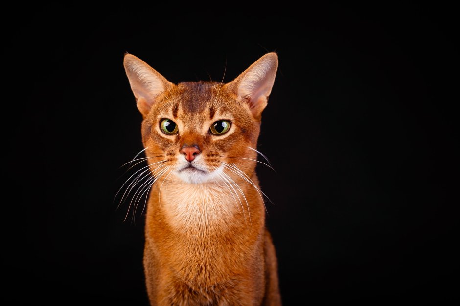 Абиссинская кошка черная