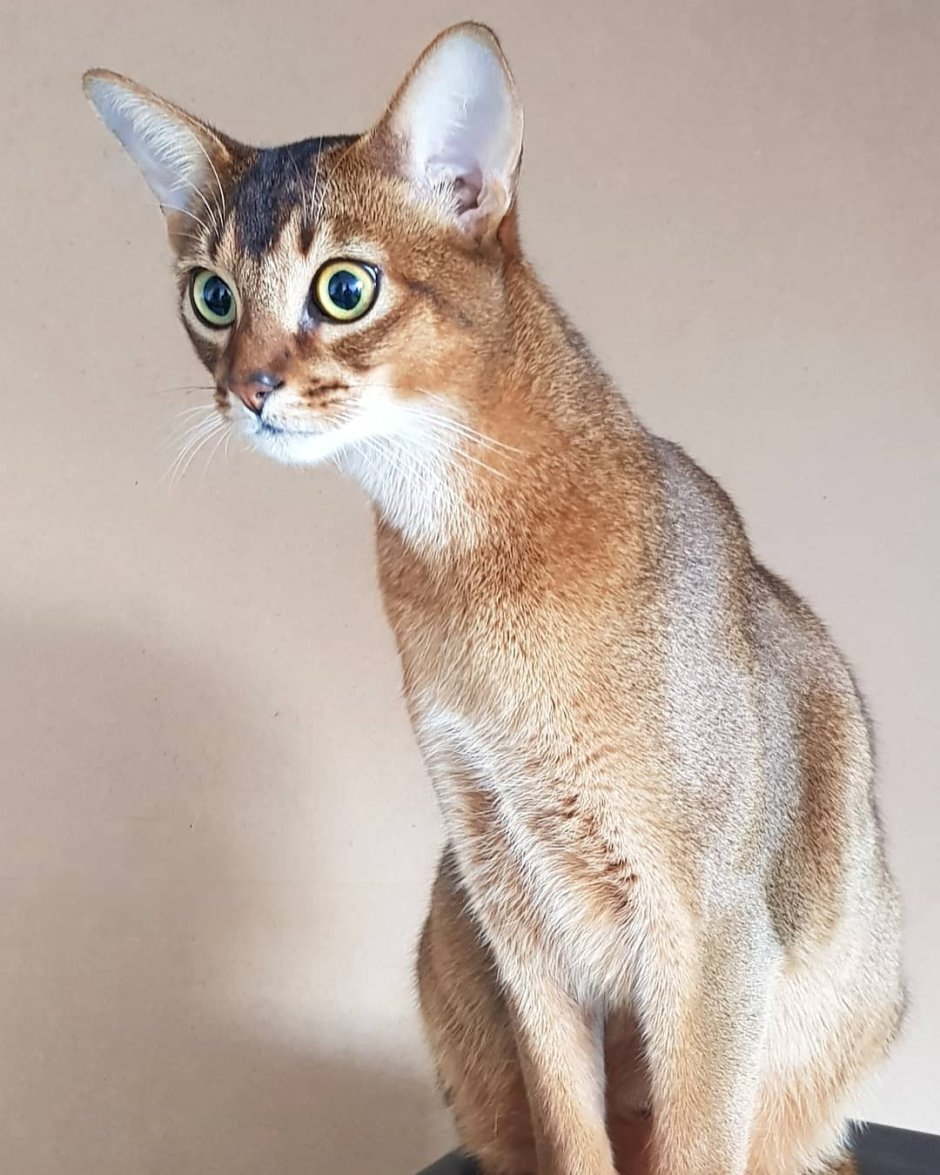 Абиссинская кошка пятнистая