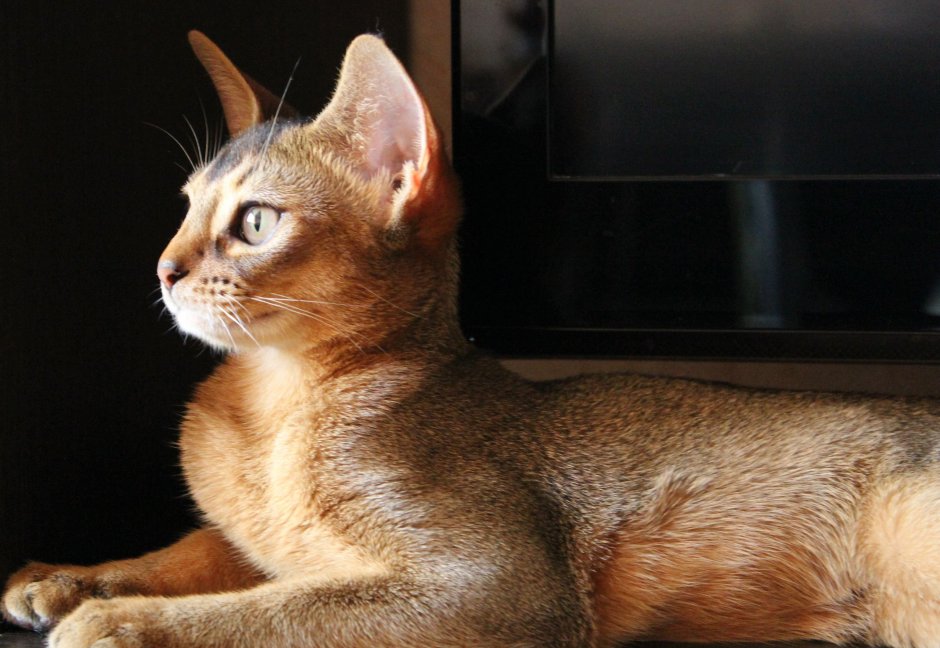 Абиссинская кошка