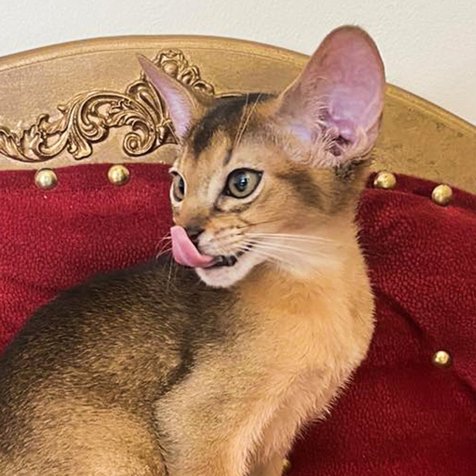 Абиссинская кошка серая