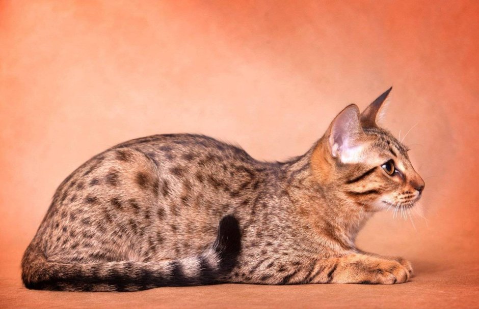 Оцикет кошка