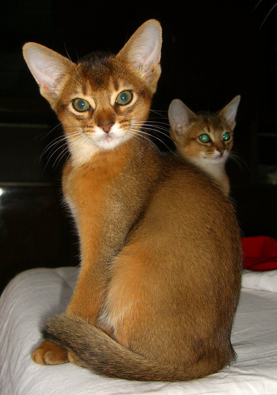 Абиссинская кошка черная