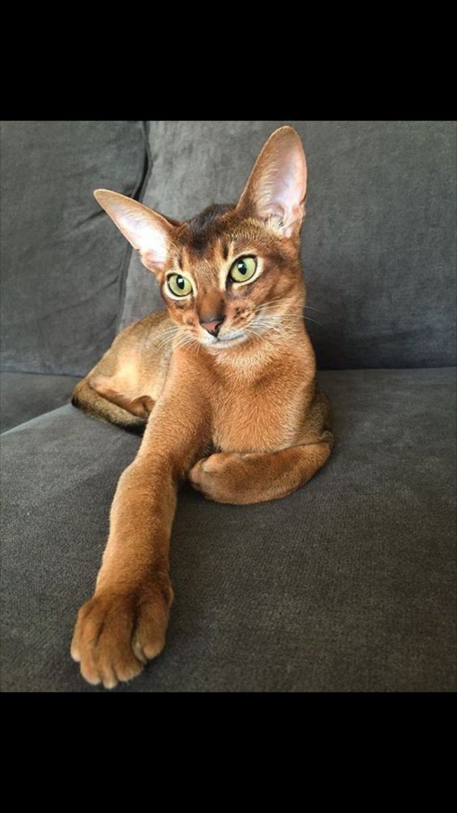 Абиссинская кошка соррель