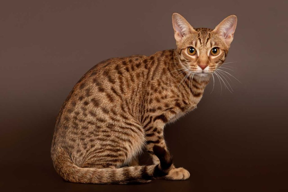 Абиссинская кошка дикий окрас