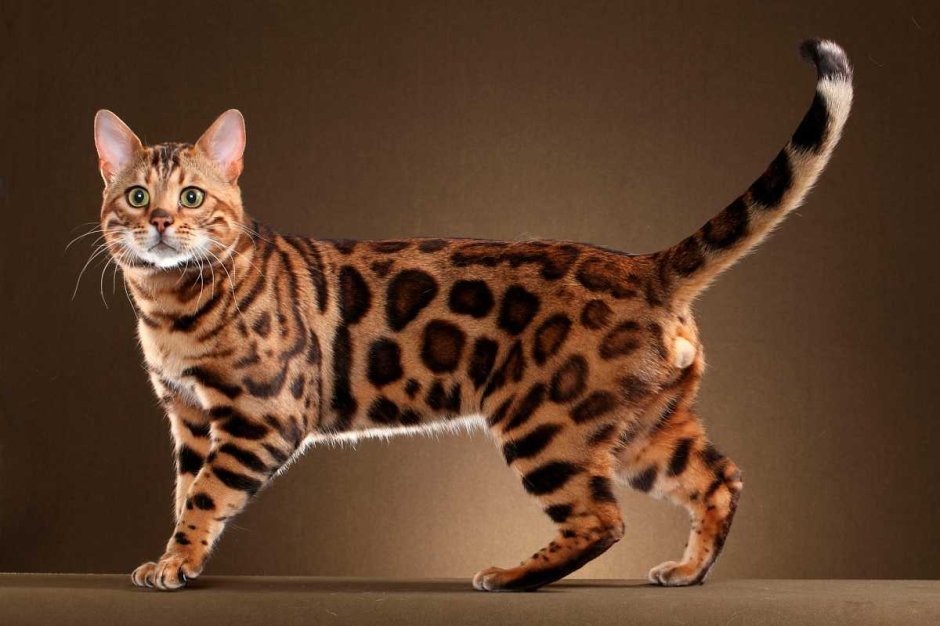 Абиссинская кошка