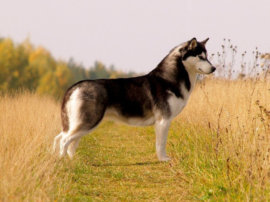 Сибирские хаски трехцветные