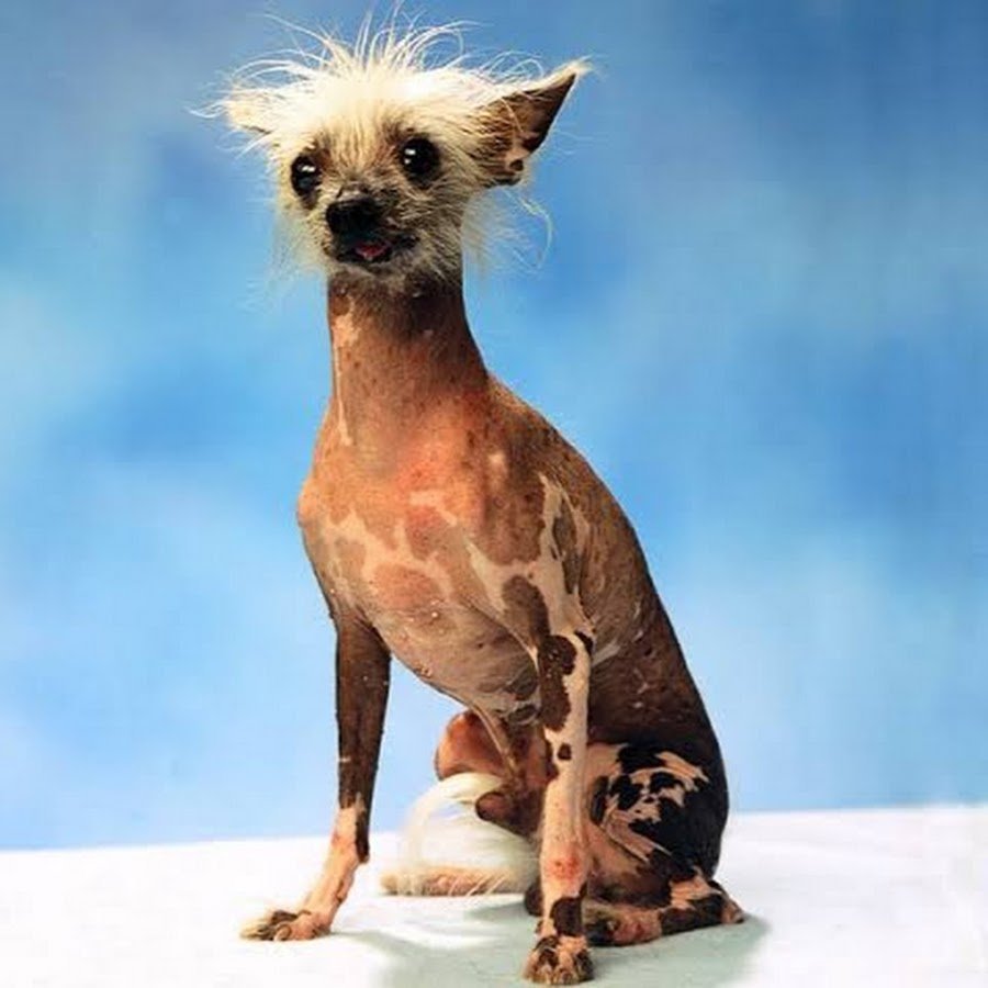 Китайская хохлатая маленькая гибрид