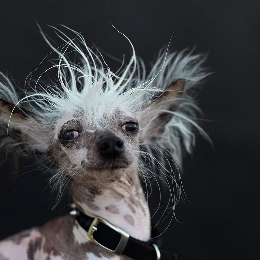 Лысая собака с инстаграмма