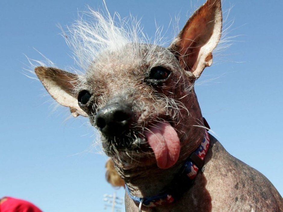 Лысые собаки похожие на крыс