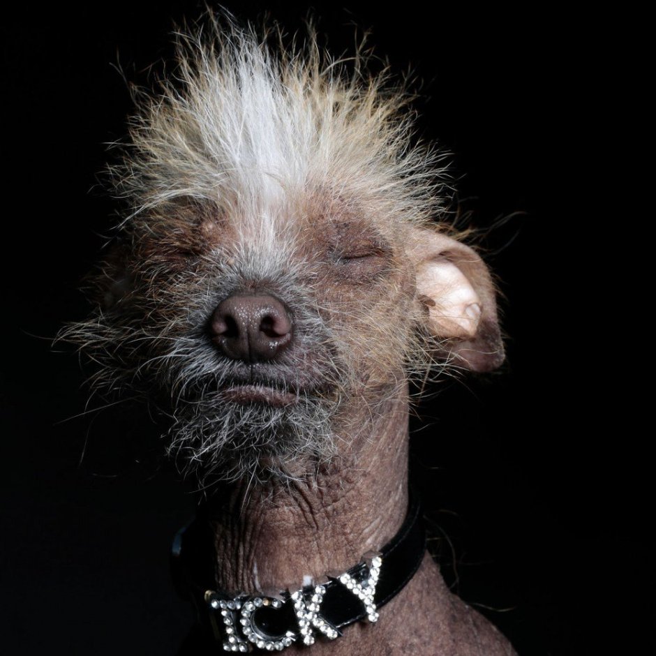 Китайская хохлатая сутулая