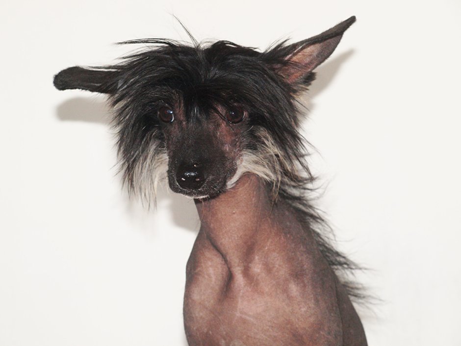 Китайская хохлатая собака лысая