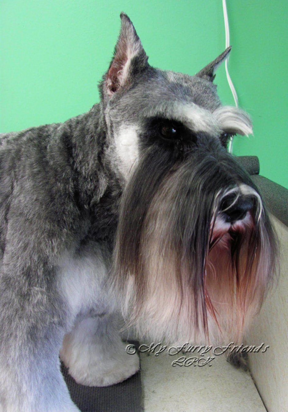 Мексиканская хохлатая пуховая