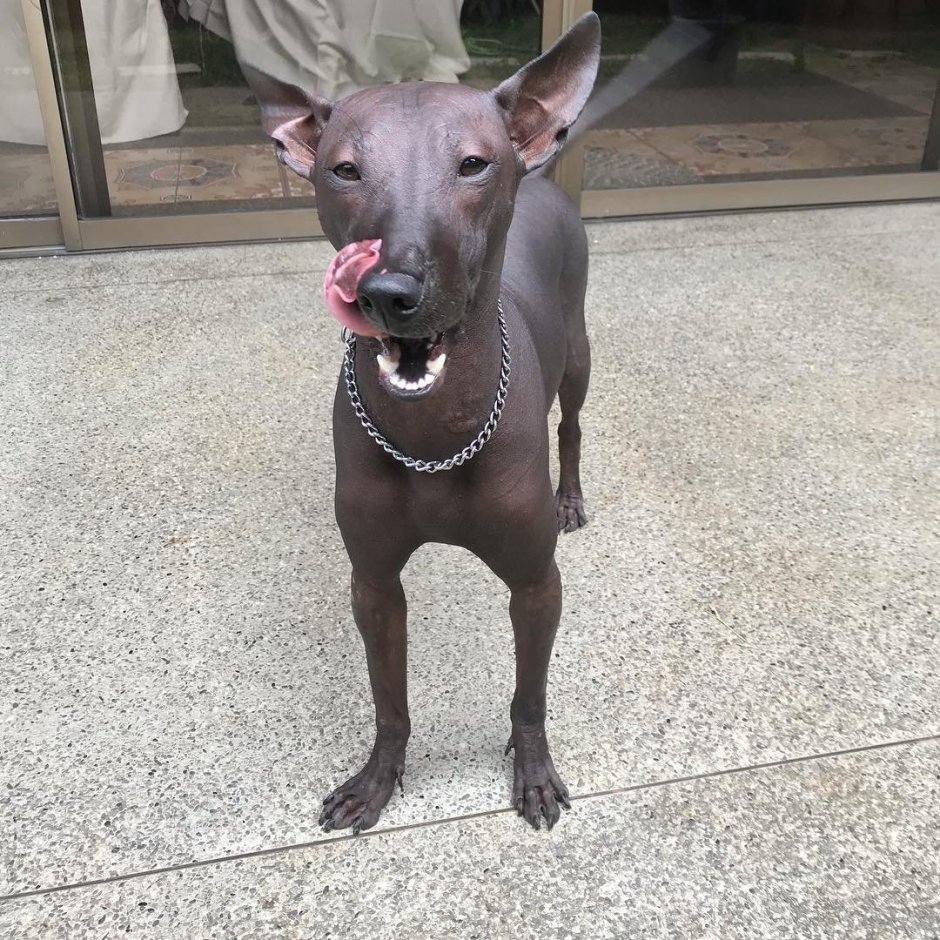 Ксолоитцкуинтли Данте