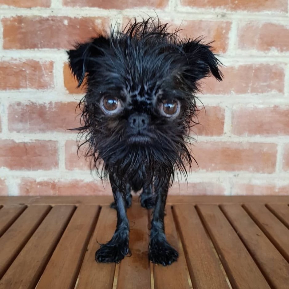 Порода гриффон лысый