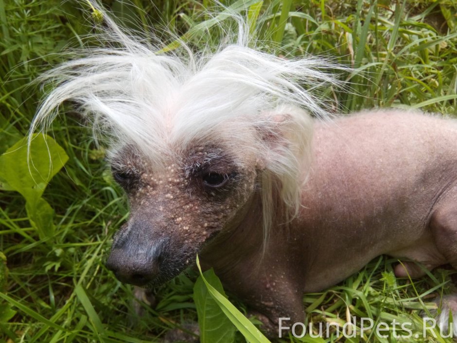 Китайская хохлатая собака