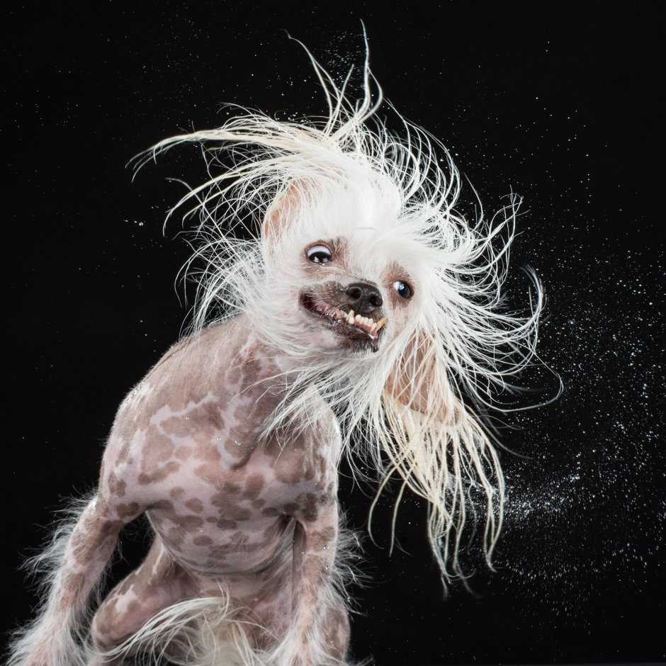 Мексиканская хохлатая собачка