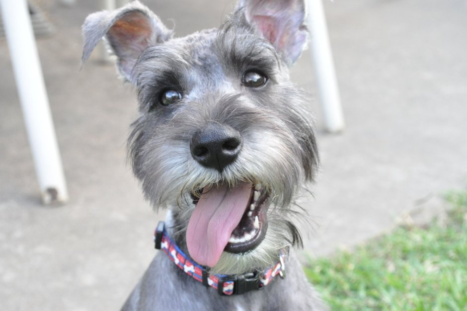 Pitbull певец мемы