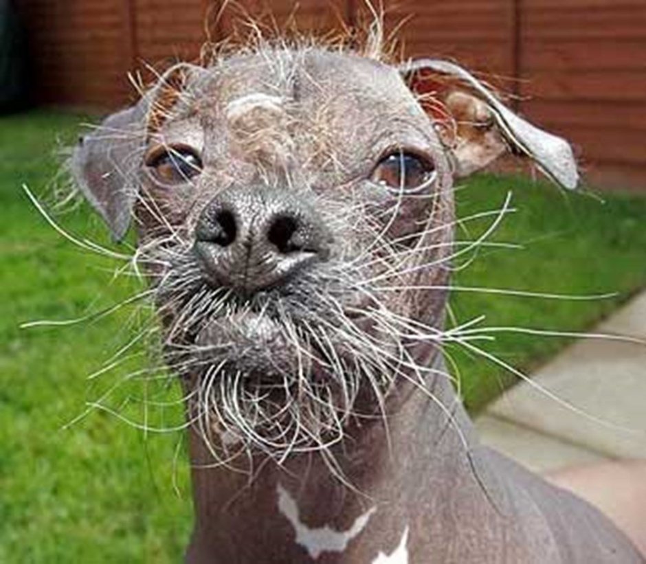 Лысая бородатая собака