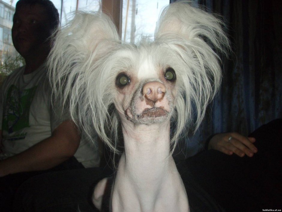 Китайская хохлатая сутулая