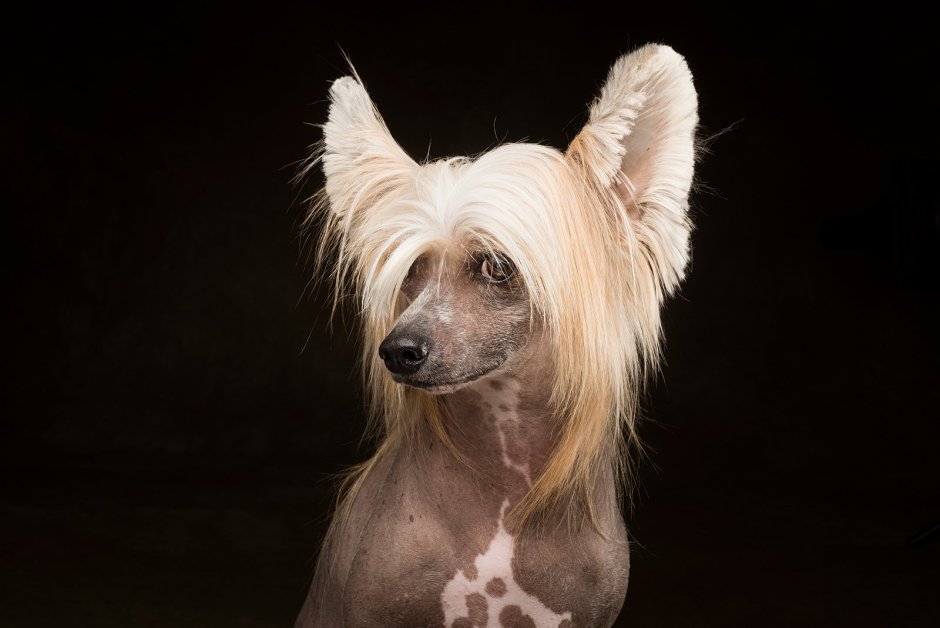 Китайская хохлатая