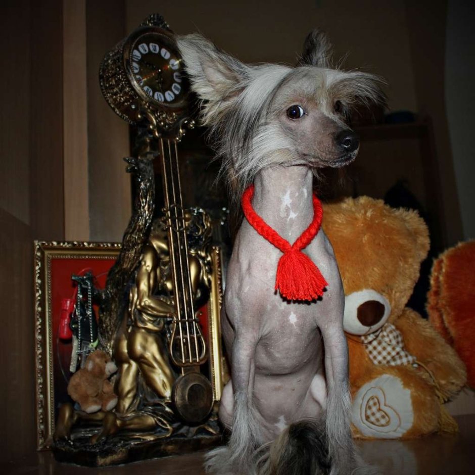 Петербургская лысая собака