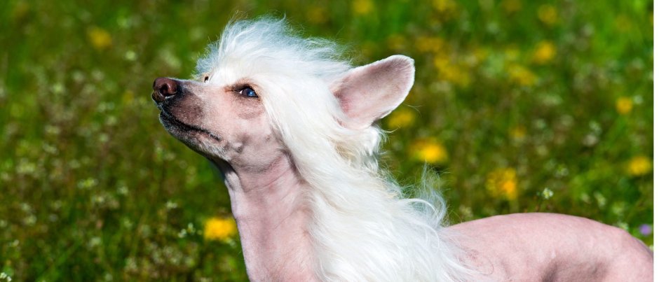 Китайская хохлатая собака лысая