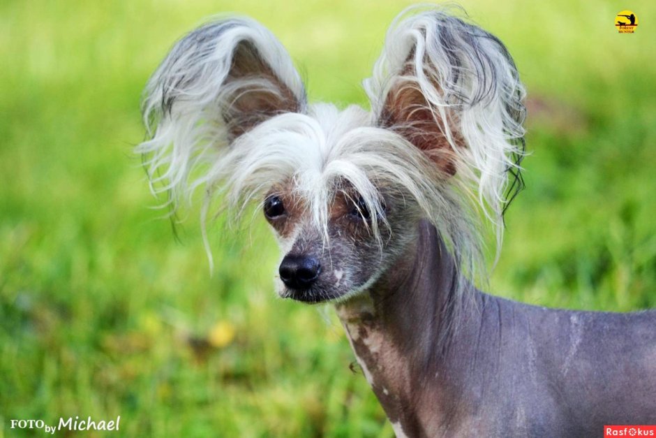 Китайская хохлатая сутулая