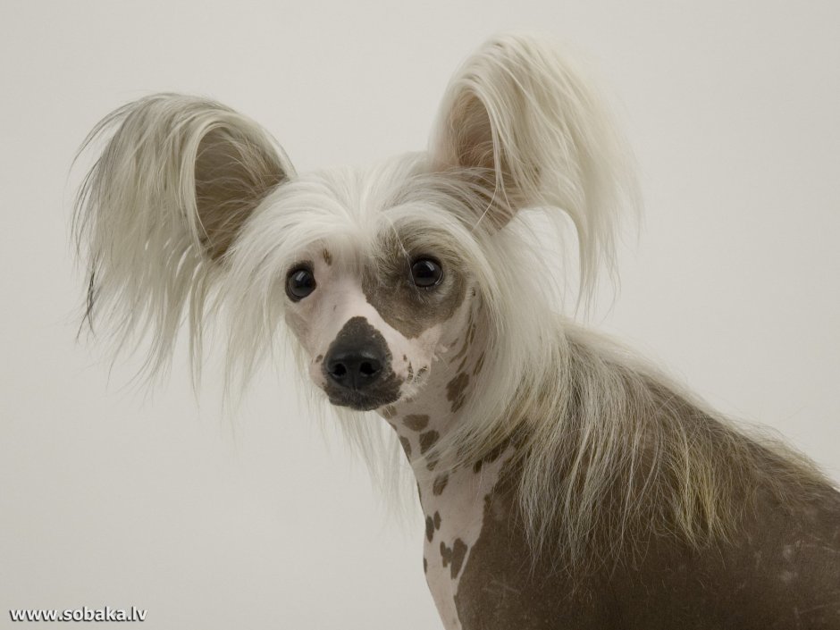 Мексиканская хохлатая собачка