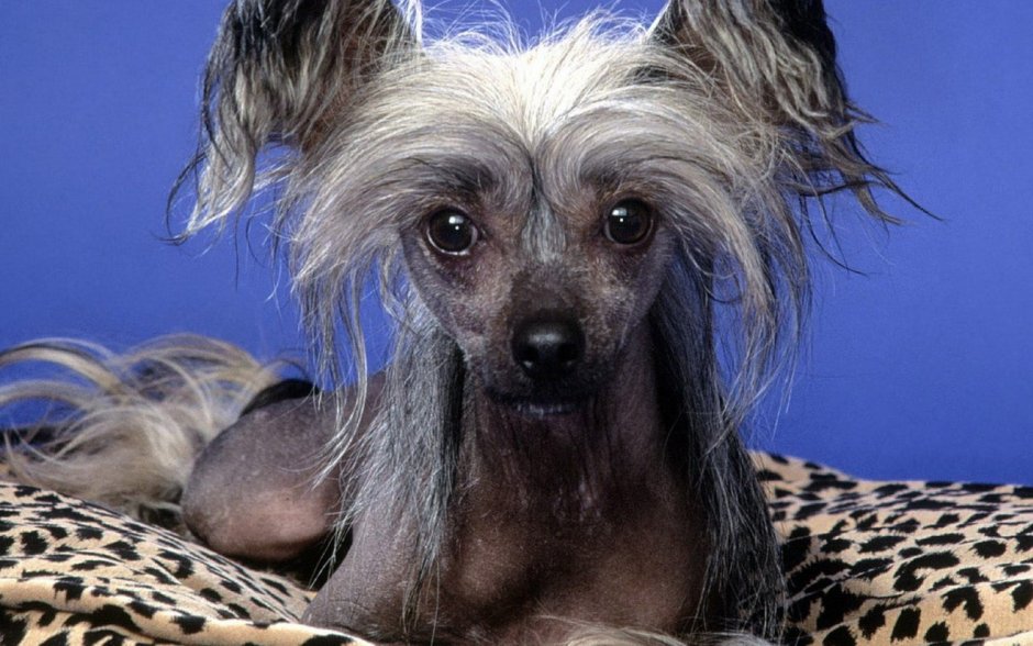 Китайская хохлатая сутулая