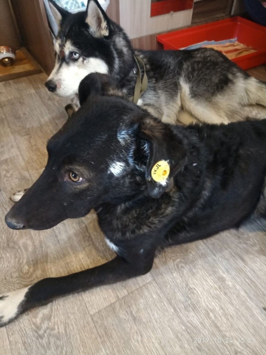 Собака с биркой