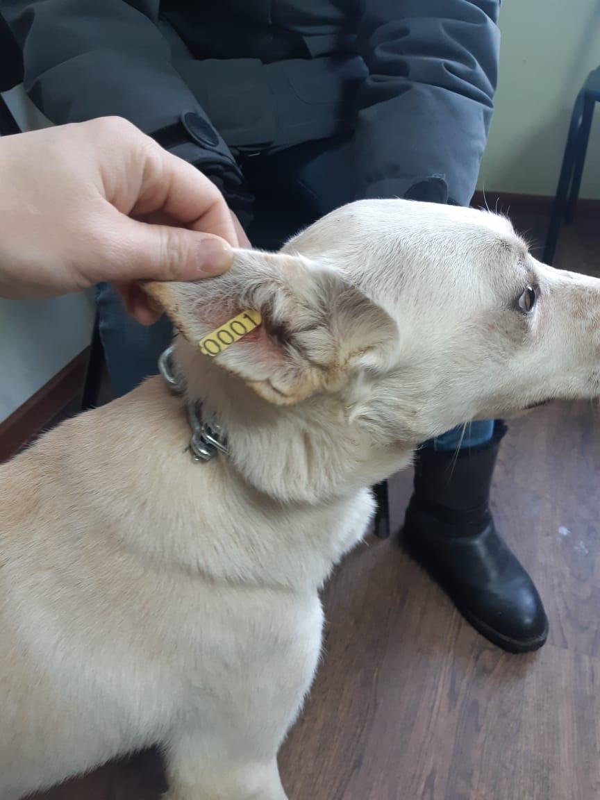 Собака из приюта с биркой на ухе