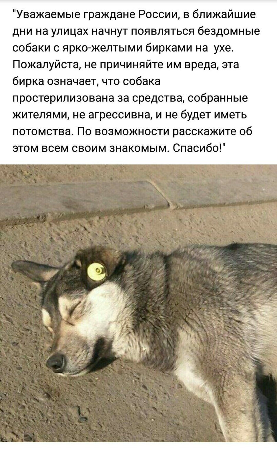 Собака с биркой в ухе что значит