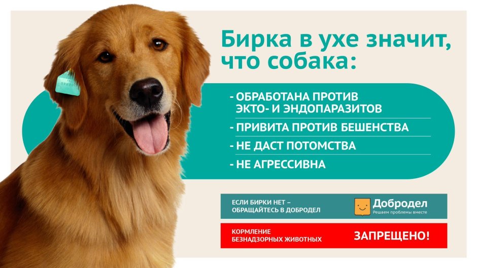 Ушные бирки для собак