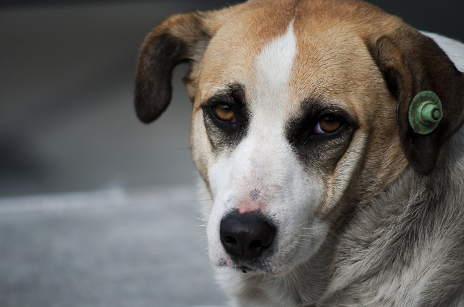 Чипированная собака