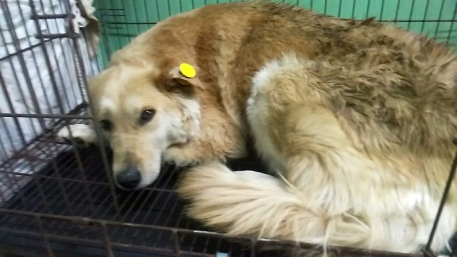 Чипированные собаки бездомные