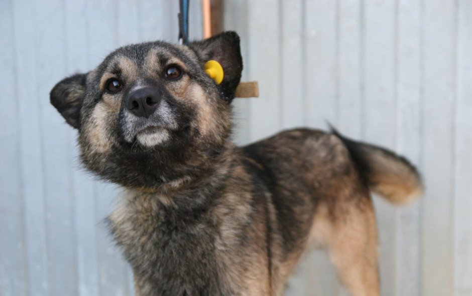 Чипированные собаки бездомные